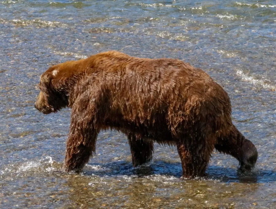 Bear 747 standing in Brooks River in early July exhibiting lean athletic physique, high abdominal tuck, and prominent shoulder hump