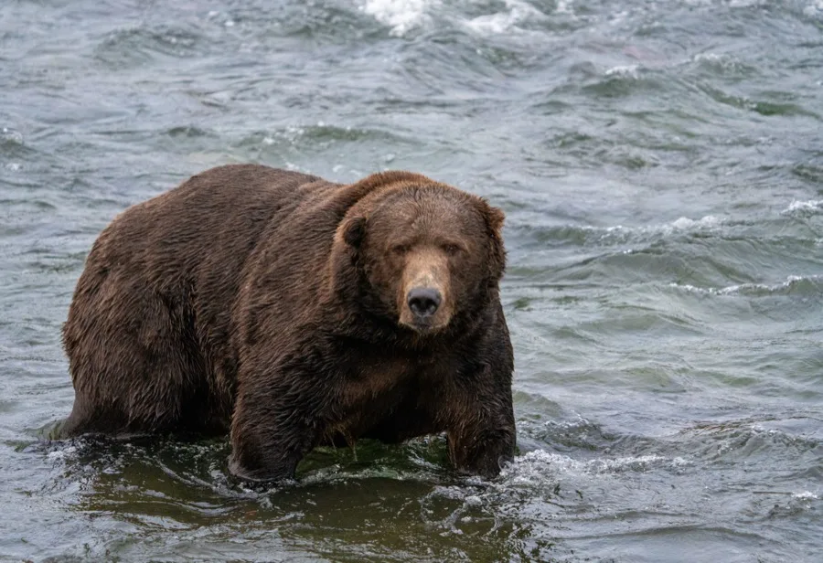 Bear 747 in late September showing massive rotund belly, low ground clearance, and thick adipose mantle after peak hyperphagia