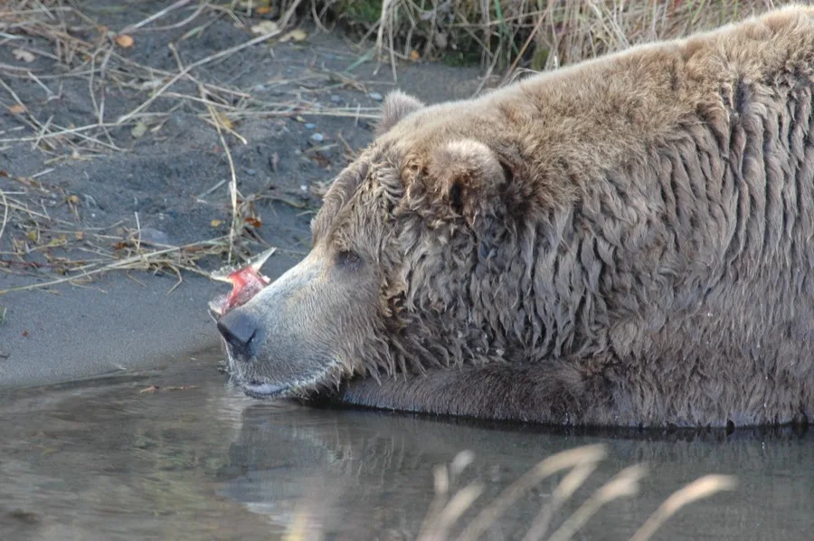 Coastal brown bear resting in shallow gravel at Brooks River consuming energy-dense sockeye salmon roe and skin while practicing late-season high-grading