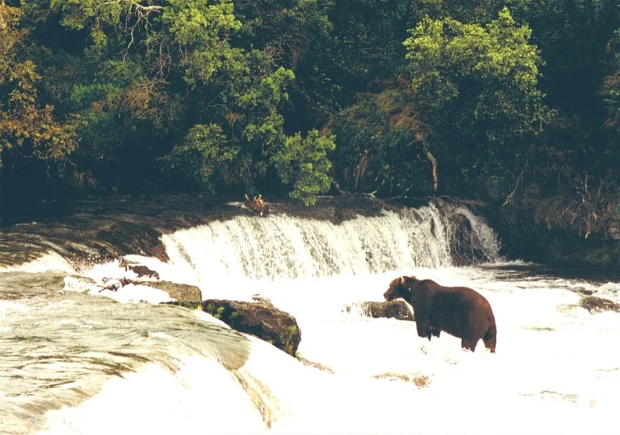Large Alaskan brown bear standing poised directly atop The Lip at Brooks Falls watching intently for jumping sockeye salmon